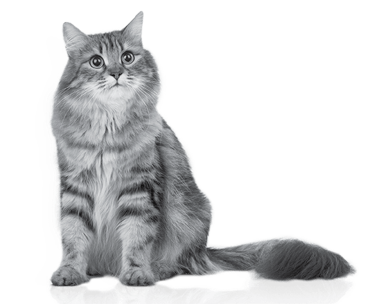 Vitalcan Therapy Gatos
