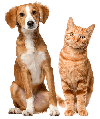 Buscados de tiendas animales