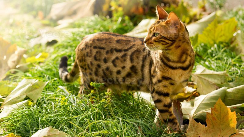 ¿Tu gato presenta sobrepeso?