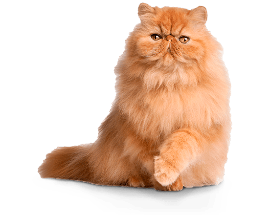 Balanced Feline gato control de peso/castrado