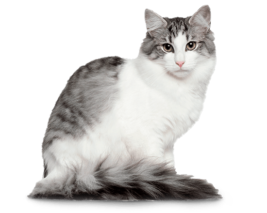 Balanced Feline gato control de ph