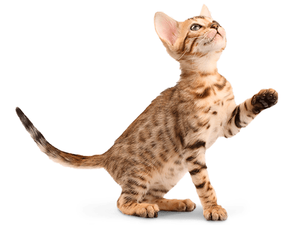 Balanced Feline gato cachorro