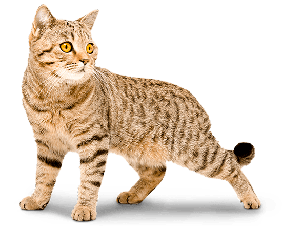 Balanced Feline senior