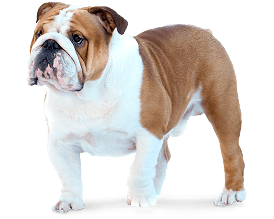Balanced Canine Adulto control de peso