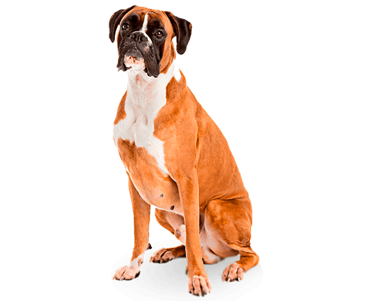Balanced Canine Adulto raza grande