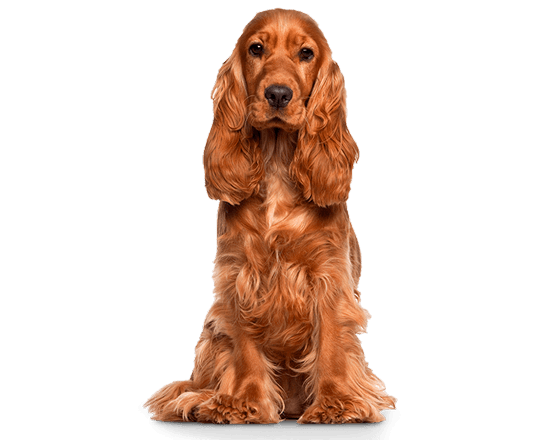 Balanced Canine Adulto raza mediana