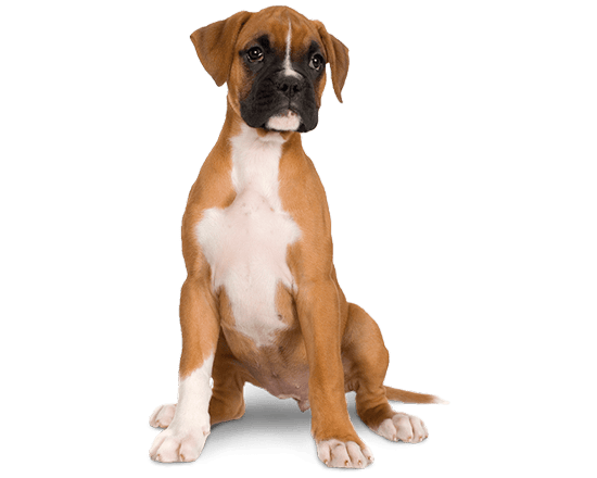Balanced Canine Cachorro raza grande