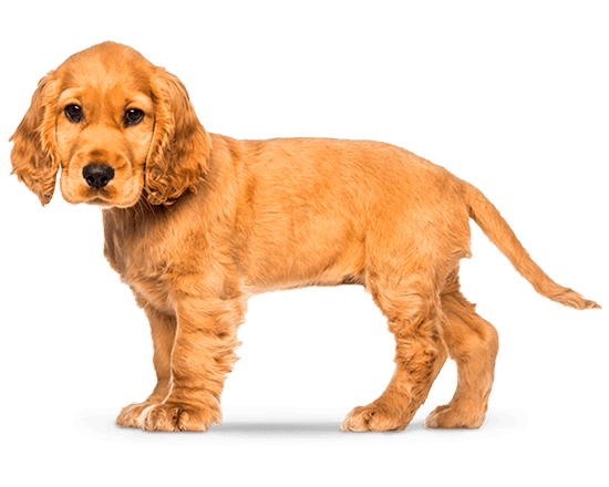 Balanced Canine Cachorro raza mediana