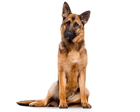 Balanced Canine Senior raza grande