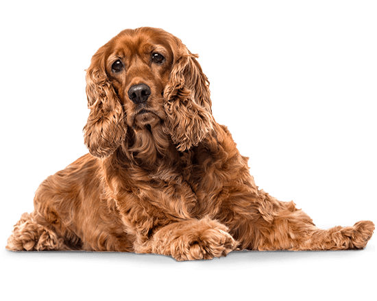 Balanced Canine Senior raza mediana