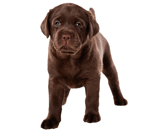 Complete perro cachorro raza grande