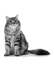 Portal veterinario gato