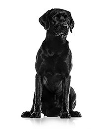 Portal veterinario perro