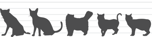 Therapy fondo gatos