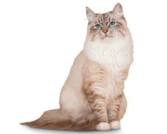 Therapy gato urinary