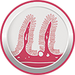 High digestibility