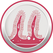 High digestibility