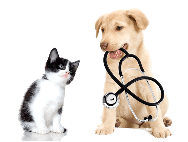 Vitalcan contacto