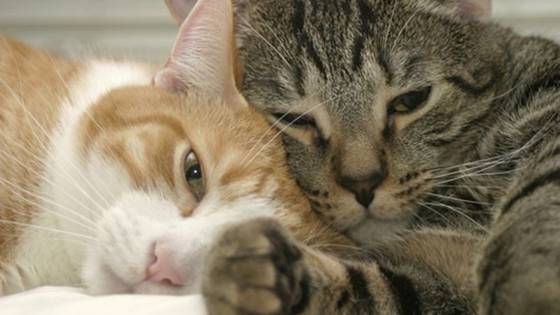 Gatos en la pubertad