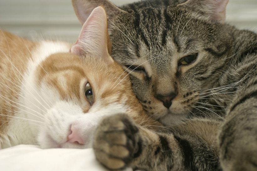 Gatos en la pubertad