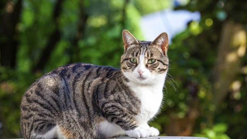 alergia en nuestros gatos