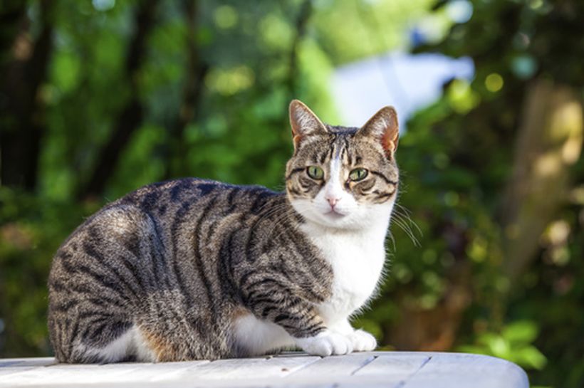 alergia en nuestros gatos