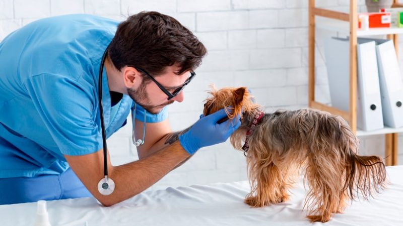 Ansiedad y estrés postraumático en perros