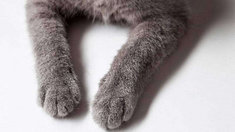 Bartonellosis: enfermedad por arañazo de gato