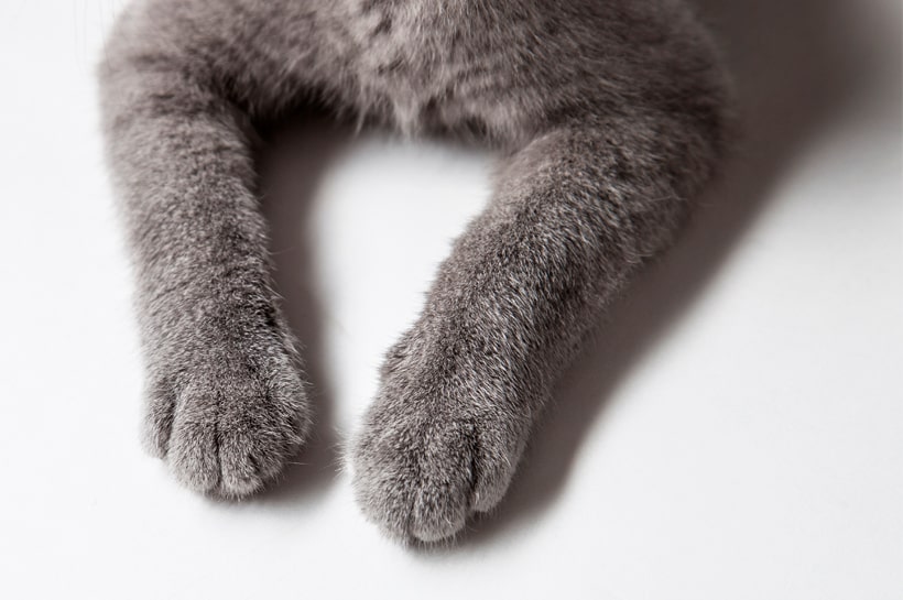 Bartonellosis: enfermedad por arañazo de gato