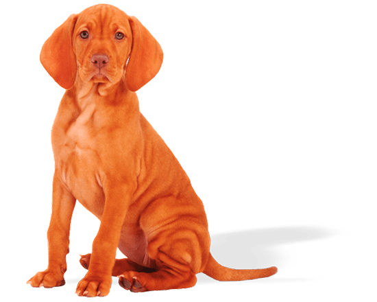 Belcan - Perro Cachorro