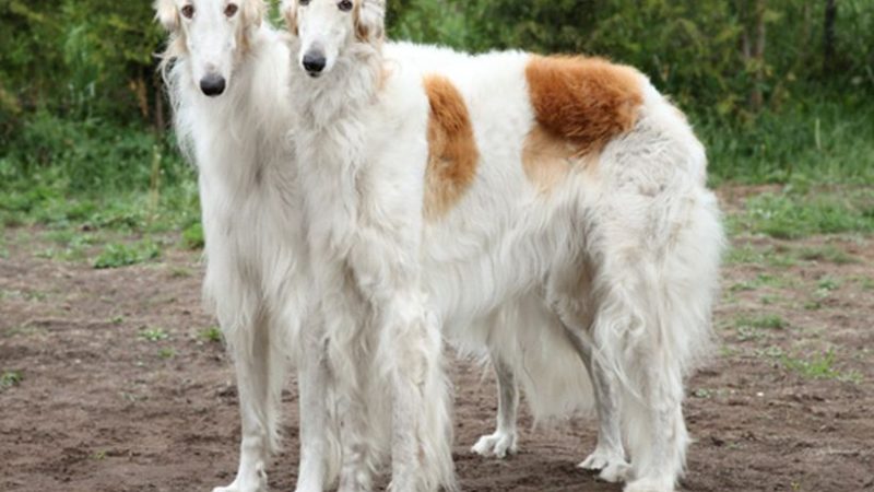 Borzoi, un compañero real