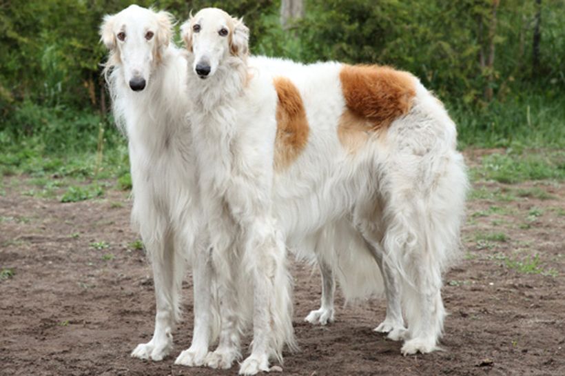 Borzoi, un compañero real