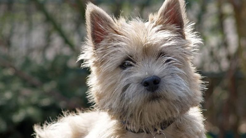 Cairn Terrier: siempre listos para la acción