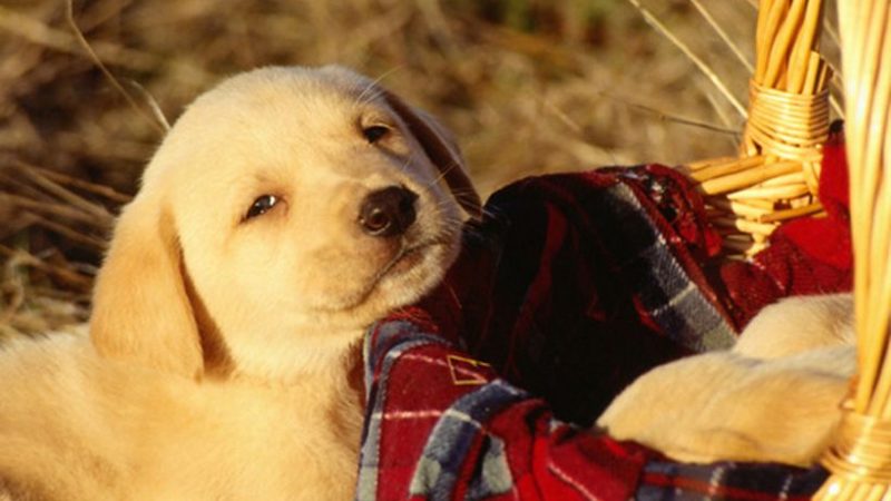Cinco tips para darle la bienvenida a un cachorro
