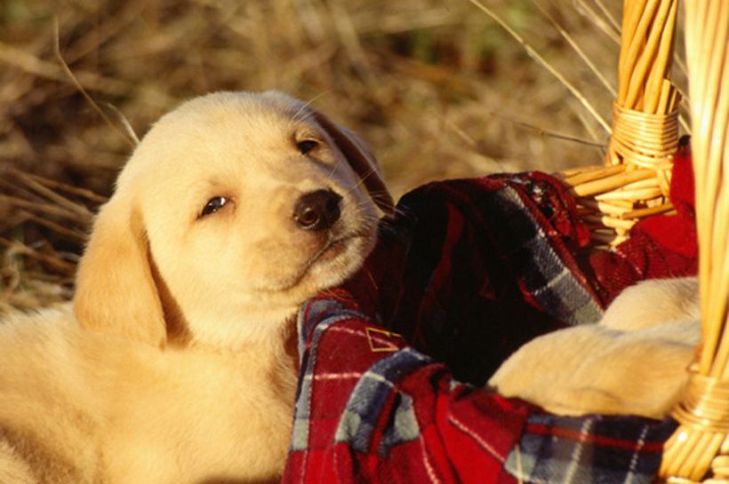 Cinco tips para darle la bienvenida a un cachorro