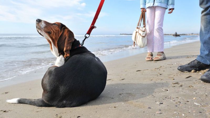 5 tips para vencer a las pulgas