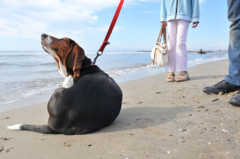 5 tips para vencer a las pulgas