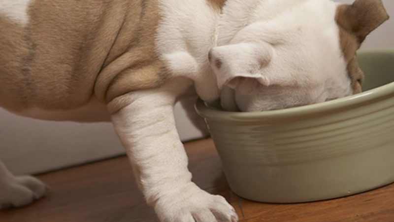 Comida casera versus alimento balanceado