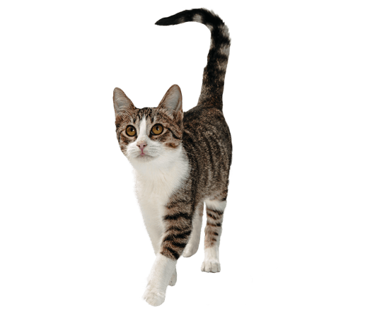 Complete gato adulto