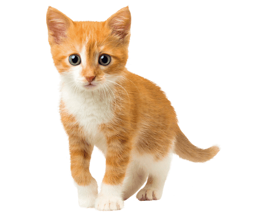 Complete gato cachorro