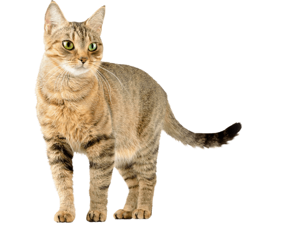 Complete gato control peso