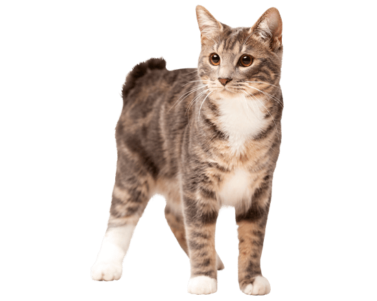 Complete gato senior