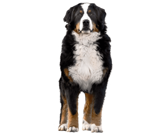 Complete perro adulto raza grande