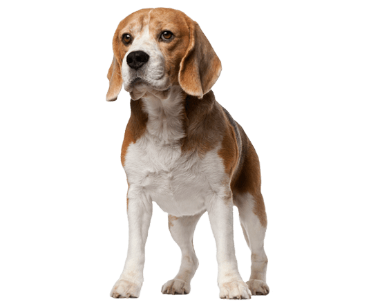 Complete perro senior