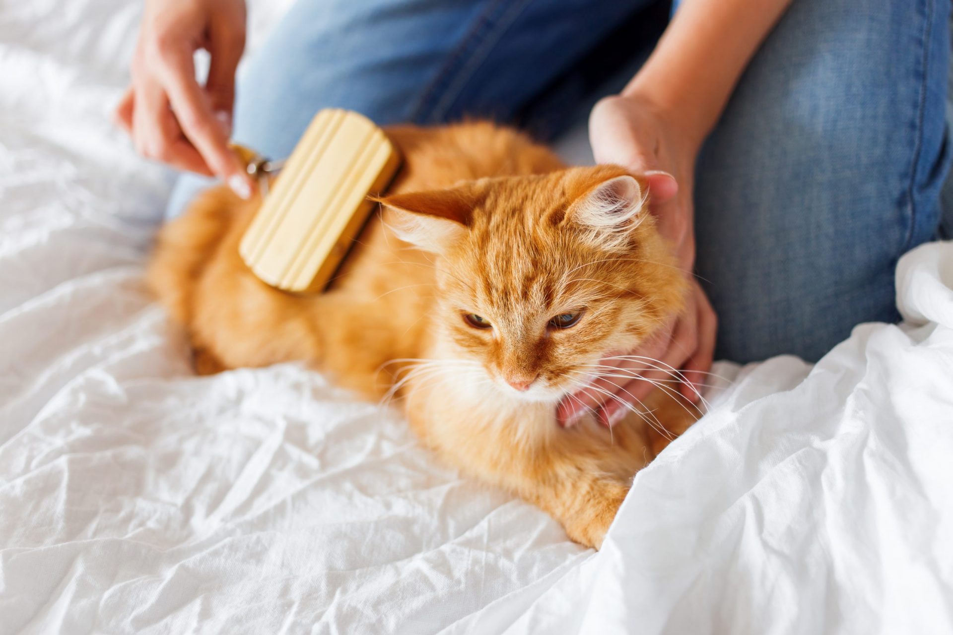 Cuidados especiales para nuestro gato maduro