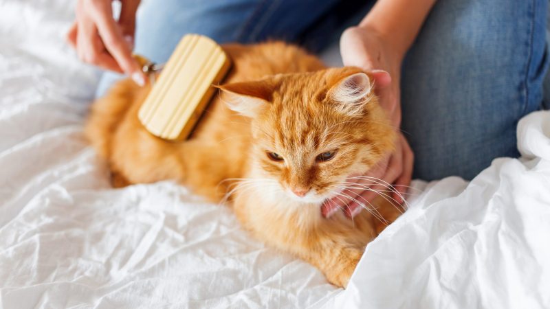 Cuidados especiales para nuestro gato maduro