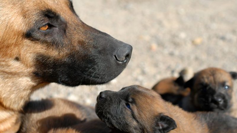 El instinto maternal