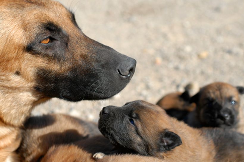El instinto maternal