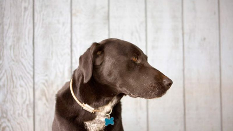 Geriatría: perros mayores de 7 años