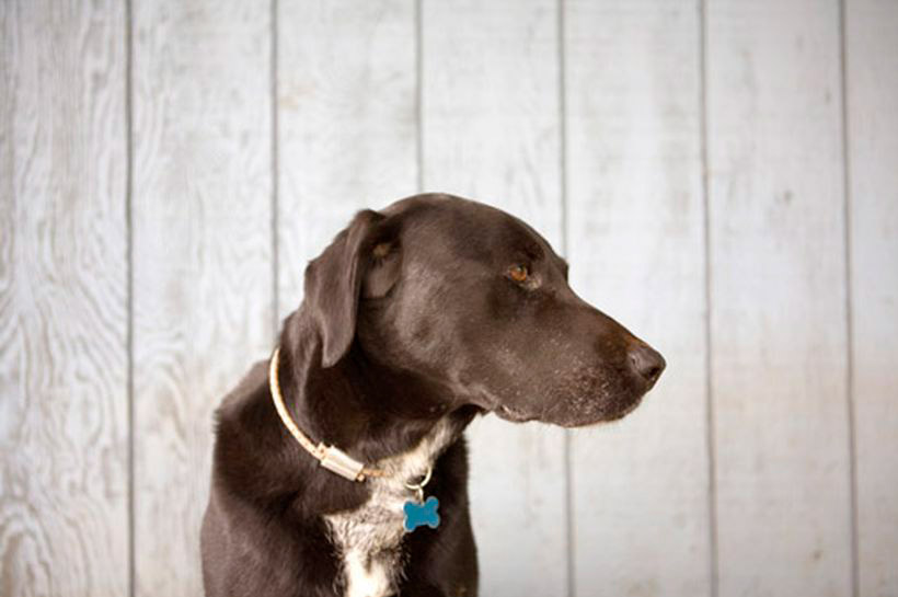 Geriatría: perros mayores de 7 años